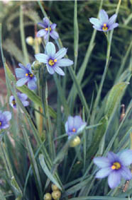 Sisyrinchium bermudianum